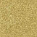 Buckskin